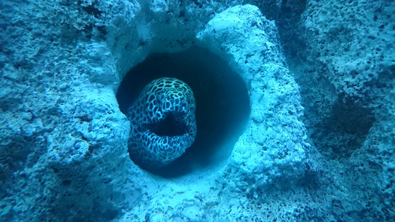 Fisch im Aquarium  